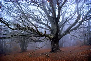 Fall. Tree without leaves in the mountains w/ fog Fall. Tree without leaves in the mountains w/ fog