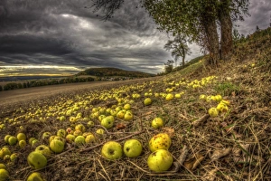 Fallen fruit in autumn, apples, Thuringia, Germany Fallen fruit in autumn, apples, Thuringia, Germany