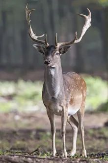 Fallow Deer -Dama dama-, buck, captive, Vulkaneifel, Eifel, Rhineland-Palatinate, Germany Fallow Deer -Dama dama-, buck, captive, Vulkaneifel, Eifel, Rhineland-Palatinate, Germany