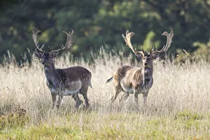 Fallow Deer -Dama dama-, Copenhagen, Denmark Fallow Deer -Dama dama-, Copenhagen, Denmark