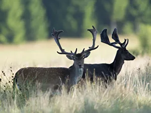 Fallow deer -Dama dama-, Vastra Gotaland County, Sweden Fallow deer -Dama dama-, Vastra Gotaland County, Sweden