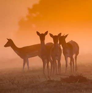 Fallow Deer at Dawn, autumn in Richmond Park Fallow Deer at Dawn, autumn in Richmond Park