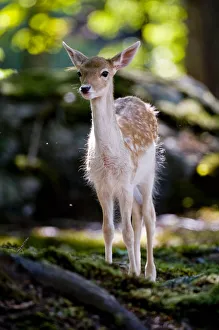 <b class=qtipBold><figcaption>Fallow Deer Fawn</figcaption></b><br>A very young Fallow Deer fawn in the woods.<br><em>© Copyright 2010</em> Fallow Deer Fawn