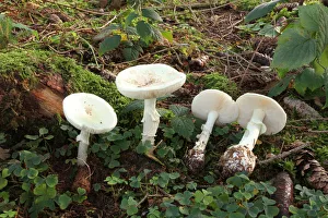 False Death Cap or Citron Amanita -Amanita citrina-, Allgaeu, Bavaria, Germany, Europe False Death Cap or Citron Amanita -Amanita citrina-, Allgaeu, Bavaria, Germany, Europe
