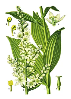 false helleborine, white hellebore, European white hellebore, white veratrum false helleborine, white hellebore, European white hellebore, white veratrum