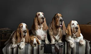 <b class=qtipBold><figcaption>Familia basset</figcaption></b><br>Basset hound family studio portrait<br><em>© JAvierSEnosiain</em> Familia basset