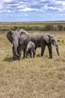 Family of African Bush Elephants -Loxodonta africana-, Masai Mara National Reserve, Kenya Family of African Bush Elephants -Loxodonta africana-, Masai Mara National Reserve, Kenya