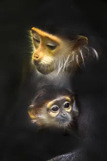 Family of Red-shanked douc langur Family of Red-shanked douc langur