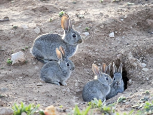 Family of small rabbits close to his burrow monitored closely over his mother Family of small rabbits close to his burrow monitored closely over his mother