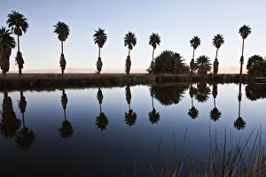 <b class=qtipBold><figcaption>Fan Palms at Lake Tuendae Oasis</figcaption></b><br>Reflection of fan palms in Lake Tuendae Oasis at Zzyzx, California, US.<br><em>© © 2011 Michael L. Baird</em> Fan Palms at Lake Tuendae Oasis