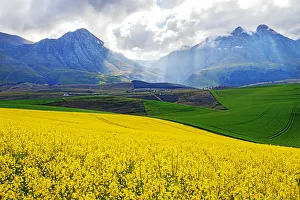 A farm with both canola and wheat fields at the foot of the Langeberg Mountains with A farm with both canola and wheat fields at the foot of the Langeberg Mountains with