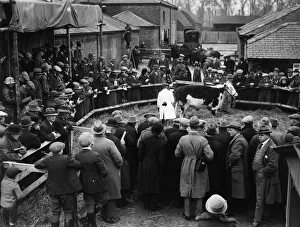 <b class=qtipBold><figcaption>Farm Sale</figcaption></b><br>1926: A cow being auctioned during a sale of the King's fat stock at the Royal farm at Windsor. (Photo by Topical Press Agency/Getty Images) Farm Sale