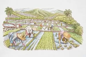 Images Dated 11th September 2006: Farm workers in rice field harvesting crops