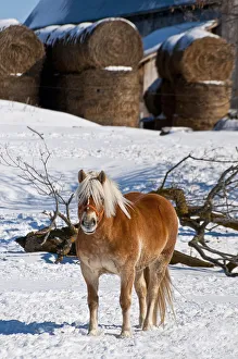 <b class=qtipBold><figcaption>Farm Yard Belgian</figcaption></b><br>A Belgian horse is standing in a farm yard. Many round bales of hay in the background.<br><em>© Copyright 2012 Michael Cummings</em> Farm Yard Belgian