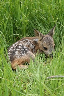 Fawn -Capreolus capreolus-, Allgaeu region, Bavaria, Germany, Europe Fawn -Capreolus capreolus-, Allgaeu region, Bavaria, Germany, Europe