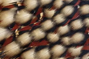 Feather design of Cabots Tragopan
