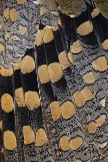 Images Dated 24th April 2010: Feather Design Greater Painted Snipe