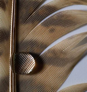 <b class=qtipBold><figcaption>Feather with Water Droplets on</figcaption></b><br>A bird feather with water droplets on. The photograph shows how water repellent feathers are. The photo would also make superb abstract wall art.<br><em>© © Simon Gakhar</em> Feather with Water Droplets on