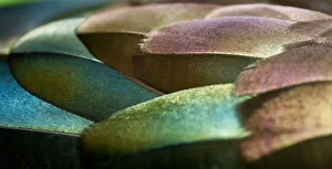 Feathers, Design, Pattern, Greens, Wildlife Feathers, Design, Pattern, Greens, Wildlife