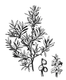 February daphne, mezereon, mezereum, spurge laurel or spurge olive (Daphne mezereum) February daphne, mezereon, mezereum, spurge laurel or spurge olive (Daphne mezereum)