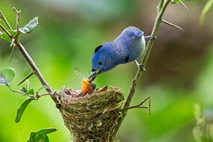 <b class=qtipBold><figcaption>Feeding</figcaption></b><br>A male Black-naped Monarch feeding one of its chicks during the nesting season.<br><em>© 2016 Phoo Chan</em> Feeding