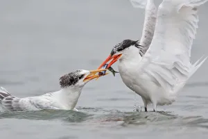 <b class=qtipBold><figcaption>The Feeding</figcaption></b><br>An Elegant Tern being fed by its parent.<br><em>© 2015 Phoo Chan</em> The Feeding
