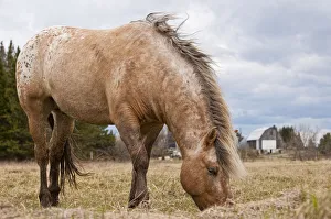 <b class=qtipBold><figcaption>Feeding Time</figcaption></b><br>A Fjord horse is eating in a brown colored spring filed. The farm buildings can be seen in the background.<br><em>© Copyright 2012 Michael Cummings</em> Feeding Time