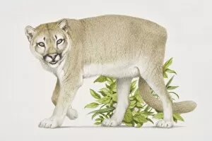 Threatened Species Gallery: Felis concolor, Puma on the prowl