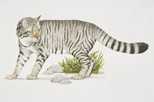 Felis sylvestris, Wild Cat with stripey pattern Felis sylvestris, Wild Cat with stripey pattern