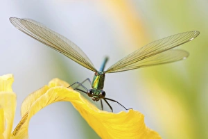 Female Banded Demoiselle -Calopteryx splendens- on an iris, North Hesse, Hesse, Germany Female Banded Demoiselle -Calopteryx splendens- on an iris, North Hesse, Hesse, Germany