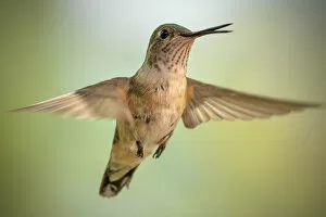 Broad Tailed Hummingbird Collection: Female broad-tailed hummingbird