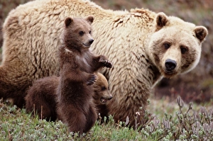 Female brown bear (Ursus arctos) with cubs, close-up Female brown bear (Ursus arctos) with cubs, close-up