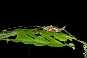 Female Bush-cricket -Tettigoniidae spec.- with an ovipositor, Tiputini rainforest Female Bush-cricket -Tettigoniidae spec.- with an ovipositor, Tiputini rainforest