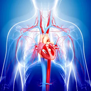 Female cardiovascular system, computer artwork Female cardiovascular system, computer artwork