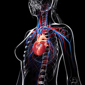 Female cardiovascular system, computer artwork Female cardiovascular system, computer artwork