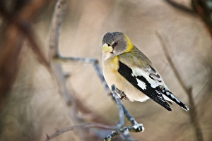 <b class=qtipBold><figcaption>Female Evening Grosbeak</figcaption></b><br>A female Evening Grosbeak is perched on a branch. Out of focus background in brown tones.<br><em>© copyright 2013 Michael Cummings</em> Female Evening Grosbeak