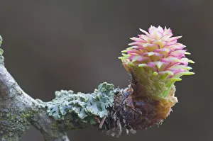 Female flower of the Larch -Larix decidua- Female flower of the Larch -Larix decidua-