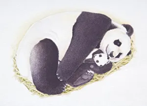 Female Giant Panda, Ailuropoda melanoleuca, cradling tiny cub, front view Female Giant Panda, Ailuropoda melanoleuca, cradling tiny cub, front view