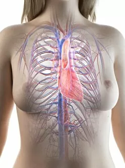 Images Dated 26th September 2019: Female heart anatomy, illustration