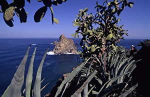 Female hiker standing behind Indian Fig Opuntia, Barbary Fig or Prickly Pear (Opuntia ficus-indica), Roque de Dentro at back, Tenerife, Canary Islands, Spain, Europe Female hiker standing behind Indian Fig Opuntia, Barbary Fig or Prickly Pear (Opuntia ficus-indica), Roque de Dentro at back, Tenerife, Canary Islands, Spain, Europe