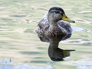 Female mallard duck (Anas platyrhynchos), Pyrenees, France Female mallard duck (Anas platyrhynchos), Pyrenees, France