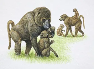 Female Mandrills, Mandrillus sphinx, grooming and carrying their young on grass, side view Female Mandrills, Mandrillus sphinx, grooming and carrying their young on grass, side view