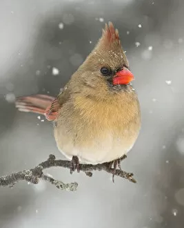 Northern Cardinal Gallery: Female Northern Cardinal in Winter