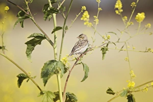 <b class=qtipBold><figcaption>Female Orange Bishop in Wild Mustard</figcaption></b><br>Cute female Orange Bishop enjoying spring while perched on a branch of Wild Mustard wildflowers at Bolsa Chica Ecological Reserve<br><em>© 2013 Susan Gary</em> Female Orange Bishop in Wild Mustard