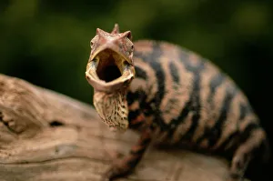 Female Panther Chameleon (Chameleo pardalis), Madagascar