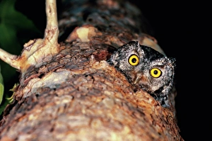 Female whiskered screech-owl (Otus trichopsis) peering from nest Female whiskered screech-owl (Otus trichopsis) peering from nest