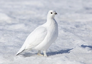Female Willow Grouse or Willow Ptarmigan -Lagopus lagopus-, in winter plumage Female Willow Grouse or Willow Ptarmigan -Lagopus lagopus-, in winter plumage
