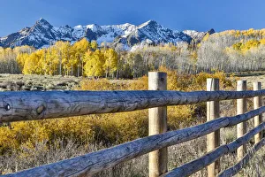 Fence and Aspen trees in autumn colors with snow-capped mountains in background, Ridgway Fence and Aspen trees in autumn colors with snow-capped mountains in background, Ridgway