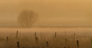 <b class=qtipBold><figcaption>Fence Posts</figcaption></b><br>Taken in Ottawa, Canada on a foggy morning<br><em>© Jim Cumming</em> Fence Posts