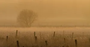 <b class=qtipBold><figcaption>Fence posts in the fog</figcaption></b><br><em>© Jim Cumming</em> Fence posts in the fog